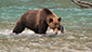 A Grizzly Bear fishes in the water